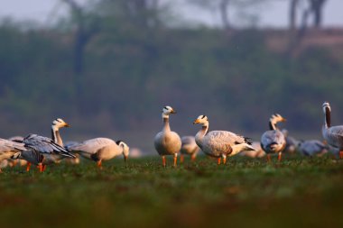Bar headed geese in the morning