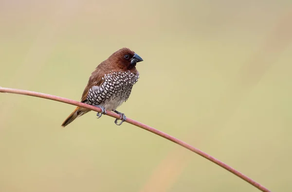 Spotted Munia Male Green Backdrop — Stock Photo, Image
