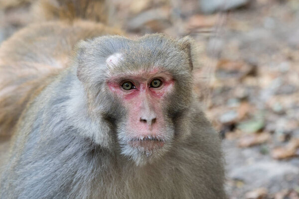 Rhesus macaque monkey, close up