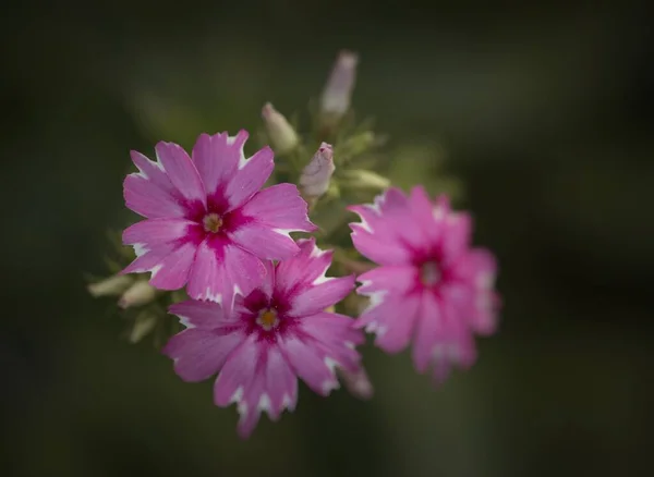 Close Shot Beautiful Flowers Nature Concept — Stock Photo, Image