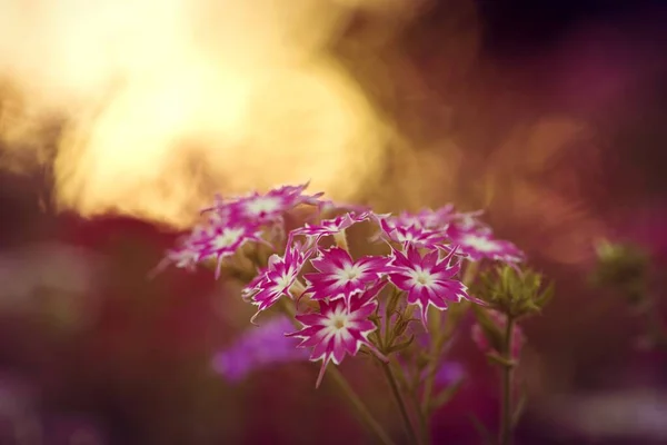 Baharda Gün Batımında Tarlada Güzel Pembe Bir Çiçek — Stok fotoğraf
