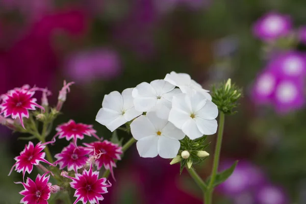 Beautiful Flowers Garden Summer Background Close — Stock Photo, Image
