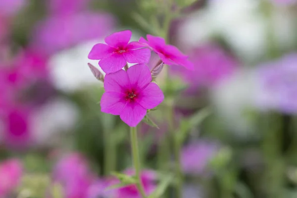 Beautiful Pink Flowers Garden Summer — Stock Photo, Image