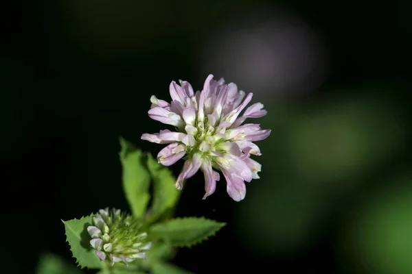 Vista Perto Flor Selvagem — Fotografia de Stock