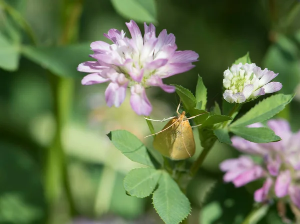 Kelebeğin Bitki Üzerindeki Yakın Çekimi Doğa Arka Planı — Stok fotoğraf