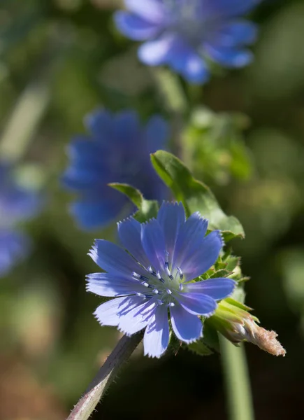 Blaue Blüten Einer Wildpflanze — Stockfoto