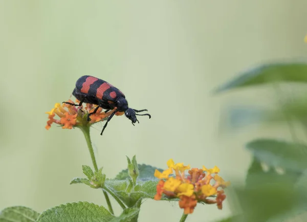 Hycleus Hycleus Ett Släkte Skalbaggar Som Tillhör Familjen Meloidae Och — Stockfoto