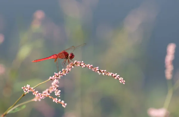 Crimson Marsh Glider Resting Flower — Stock Photo, Image