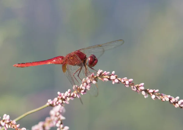 Crimson Marsh Glider Descansando Flor — Fotografia de Stock