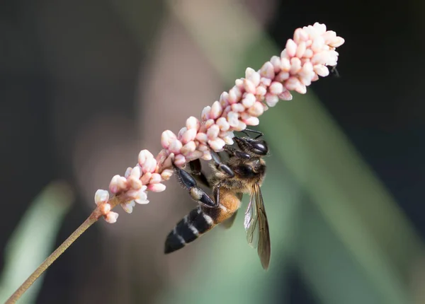 Güzel Arı Bir Çiçekte Nektar Topluyor — Stok fotoğraf
