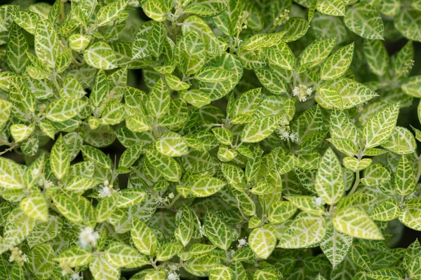 Folhas Verdes Brancas Uma Planta Jardim — Fotografia de Stock