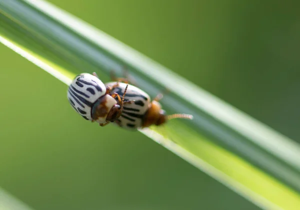 Ladybug Beetles Plant — Fotografia de Stock