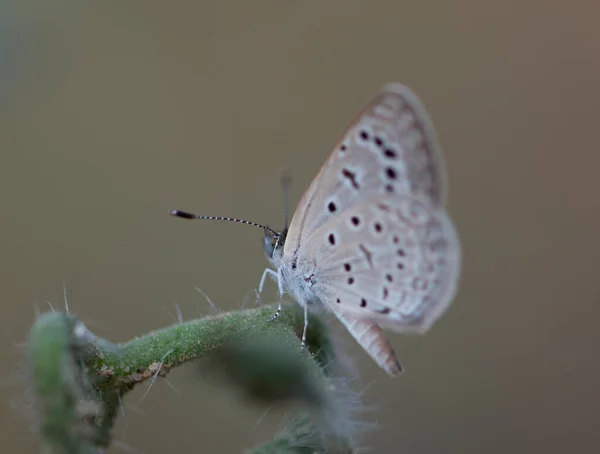 Pale Grass Blue Butterfly — Stockfoto