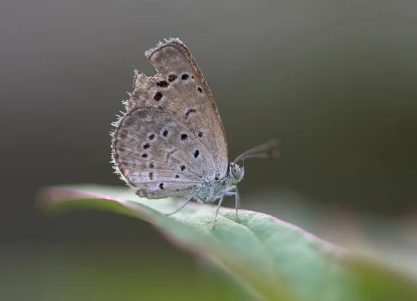 Pale Grass Blue Butterfly — Stockfoto
