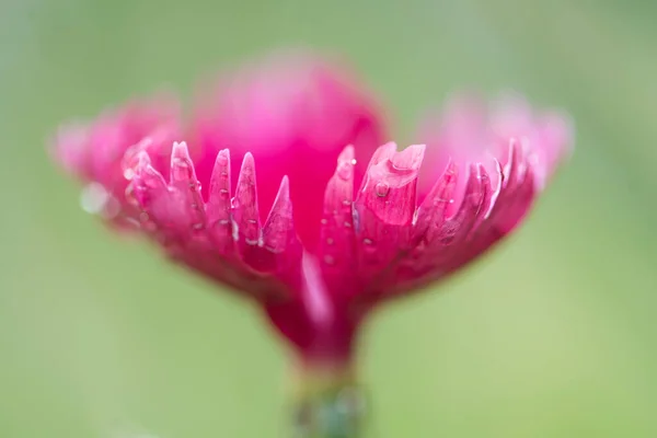 Güzel Pembe Çiçek Yakın Çekim — Stok fotoğraf