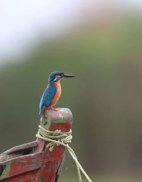 Common Kingfisher Alcedo Atthis Perch Morning — Stock Photo, Image