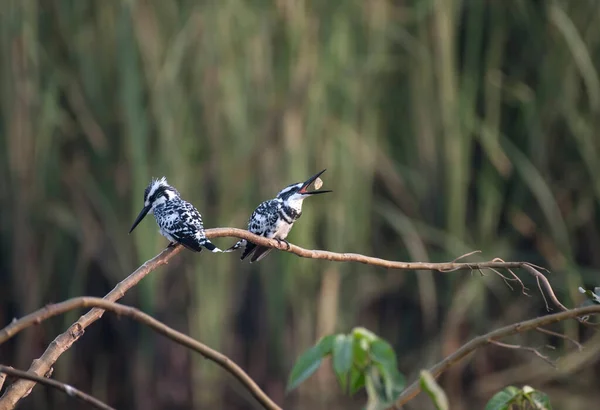 Vackra Pied Kingfisher Fåglar Naturen — Stockfoto