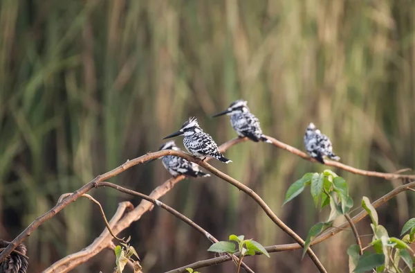 Stado Pięknych Ptaków Pied Kingfisher Siedzi Gałęzi Drzewa — Zdjęcie stockowe