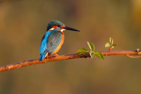 Common Kingfisher Alcedo Atthis Poleiro Manhã — Fotografia de Stock