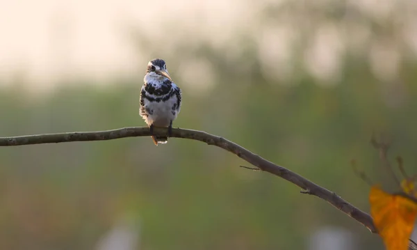 Krásná Pied Kingfisher Pták Přírodě — Stock fotografie