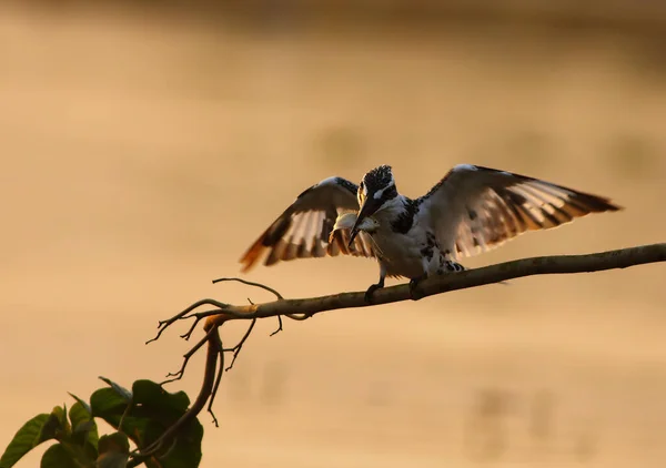 Belo Pássaro Kingfisher Pied Pôr Sol — Fotografia de Stock