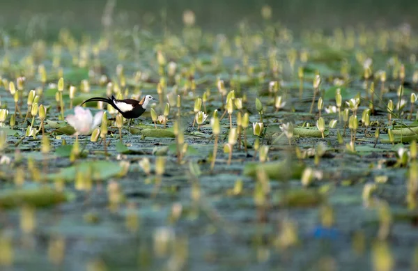 Королева Водно Болотних Птахів Пейзанська Хвоста Джакана — стокове фото