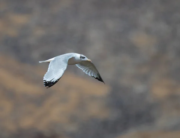 Gull Larus Ridibundus Flight — Stock Photo, Image