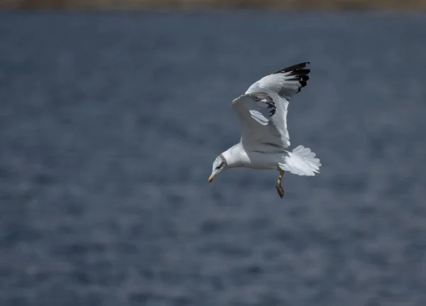 Gull Larus Ridibundus Flight — Stock Photo, Image