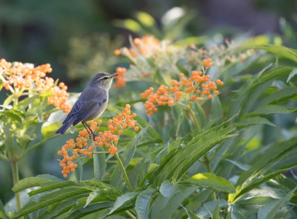 庭の美しい鳥のクローズアップショット — ストック写真