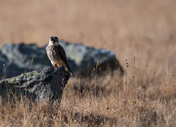 Bir Kayanın Üzerindeki Avrasya Hobi Kuşu — Stok fotoğraf