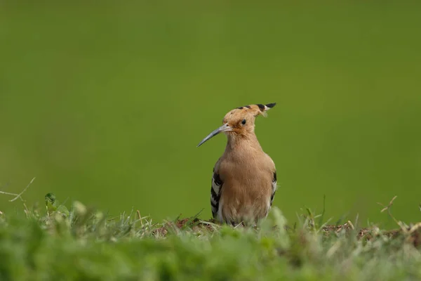 Hoopoe Bird Natural Habitat — Stock Photo, Image