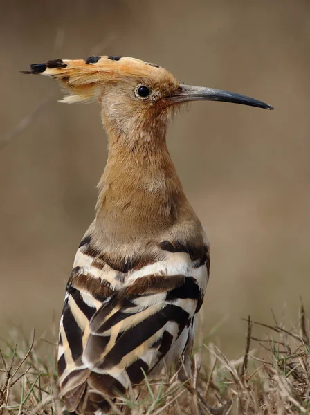 Hoopoe Bird Natural Habitat — Stock Photo, Image