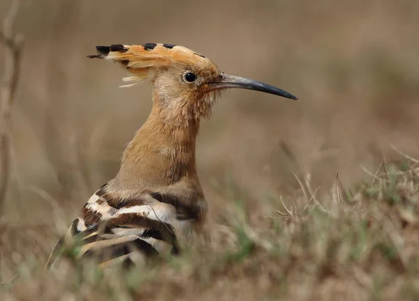 Oiseau Huppe Fasciée Dans Leur Habitat Naturel — Photo
