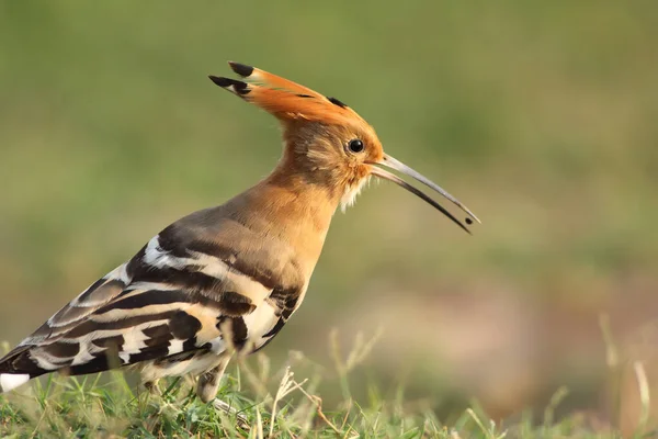 Wiedehopf Vogel Natürlichen Lebensraum — Stockfoto