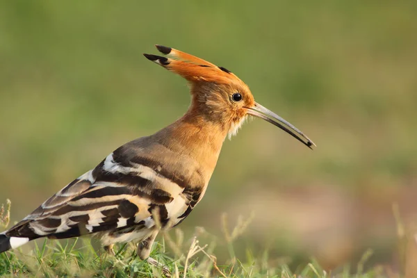 自然の生息地でヤツガシラ鳥 — ストック写真