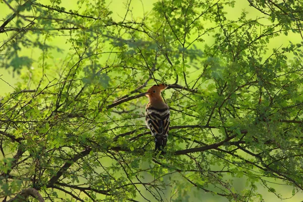 Dudek Ptak Naturalnym Środowisku — Zdjęcie stockowe