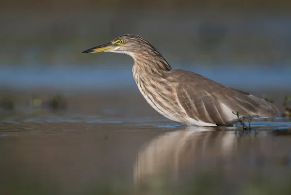 stock image Indian pond heron in search of fish