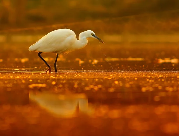 Μεγάλη Egret Στη Λίμνη Στο Ηλιοβασίλεμα — Φωτογραφία Αρχείου