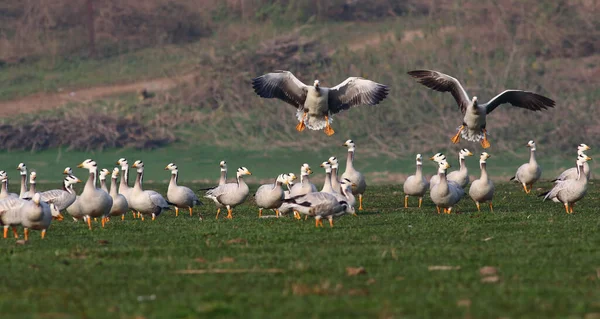 Flock Bar Headed Geese — Stok fotoğraf
