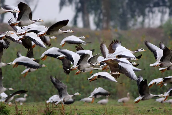 Flying Geese Morning — Stock Photo, Image