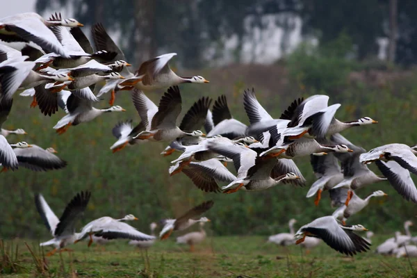 Flock Bar Headed Geese Anser Indicus — Stock Photo, Image