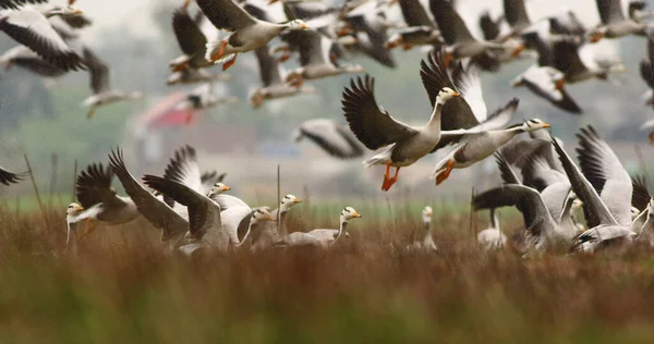 Flying Geese Morning — ストック写真
