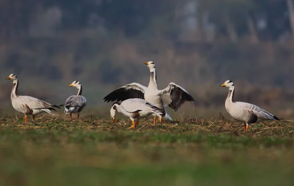 Flock Bar Headed Geese — Stock Photo, Image