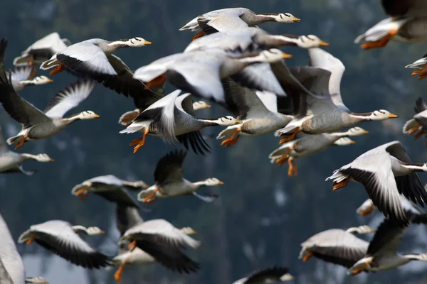 Flying Geese Morning — Stockfoto