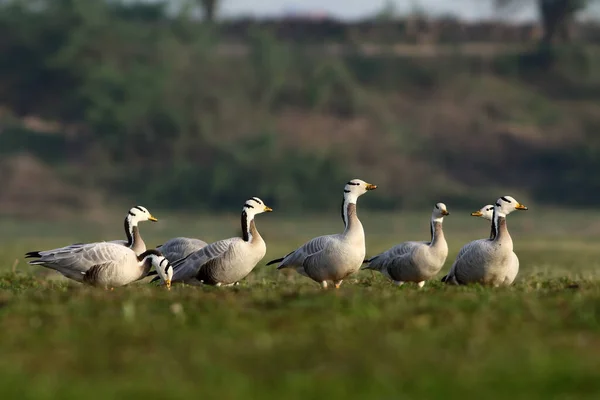 Flock Bar Headed Geese — Stock Photo, Image