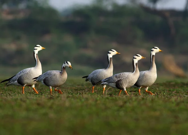 Flock Bar Headed Geese — Stock fotografie