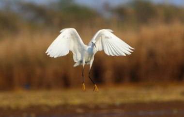 Küçük balıkçıl sabah gölün üzerinde uçuyor.