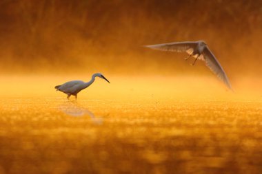 Gün batımında sulak arazide akbalıkçıllar 