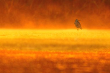 Küçük ak balıkçıl (Egretta garzetta), suda gündoğumu zaman ayakta tek kuş
