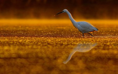 Gün batımında gölette büyük bir balıkçıl